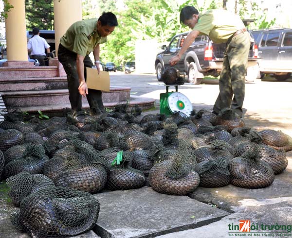 Cần[-]đánh[-]giá[-]mức[-]độ[-]nghiêm[-]trọng[-]của[-]buôn[-]bán[-]trái[-]phép[-]động[-]vật[-]hoang[-]dã